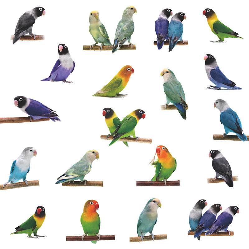 Cartoon Papegaaien Zwerm Muursticker Zelfklevend Verwijderbaar voor Kinderkamer Woonkamer Huisdecoratie