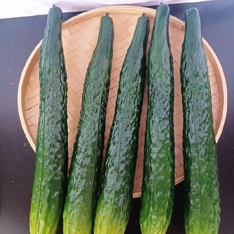 Modelli di Cetriolo Simulazione Realistica Cetriolo Artificiale Decorazione di Verdura per Decorazione Casa Cucina Negozio Esposizione