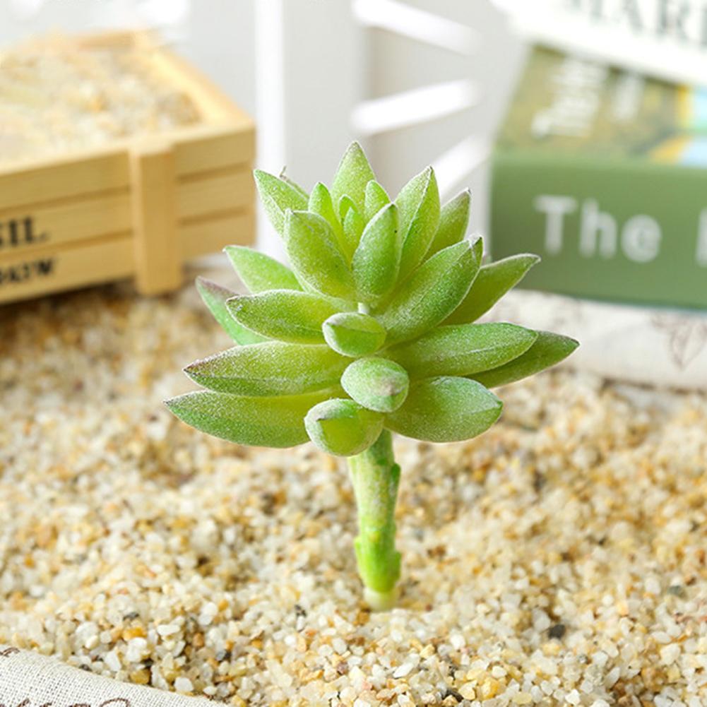 Cărnoase simulate suculente planta verde cap de flori