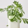 beauty of joseon Matte sun stick : Mugwort + Camelia