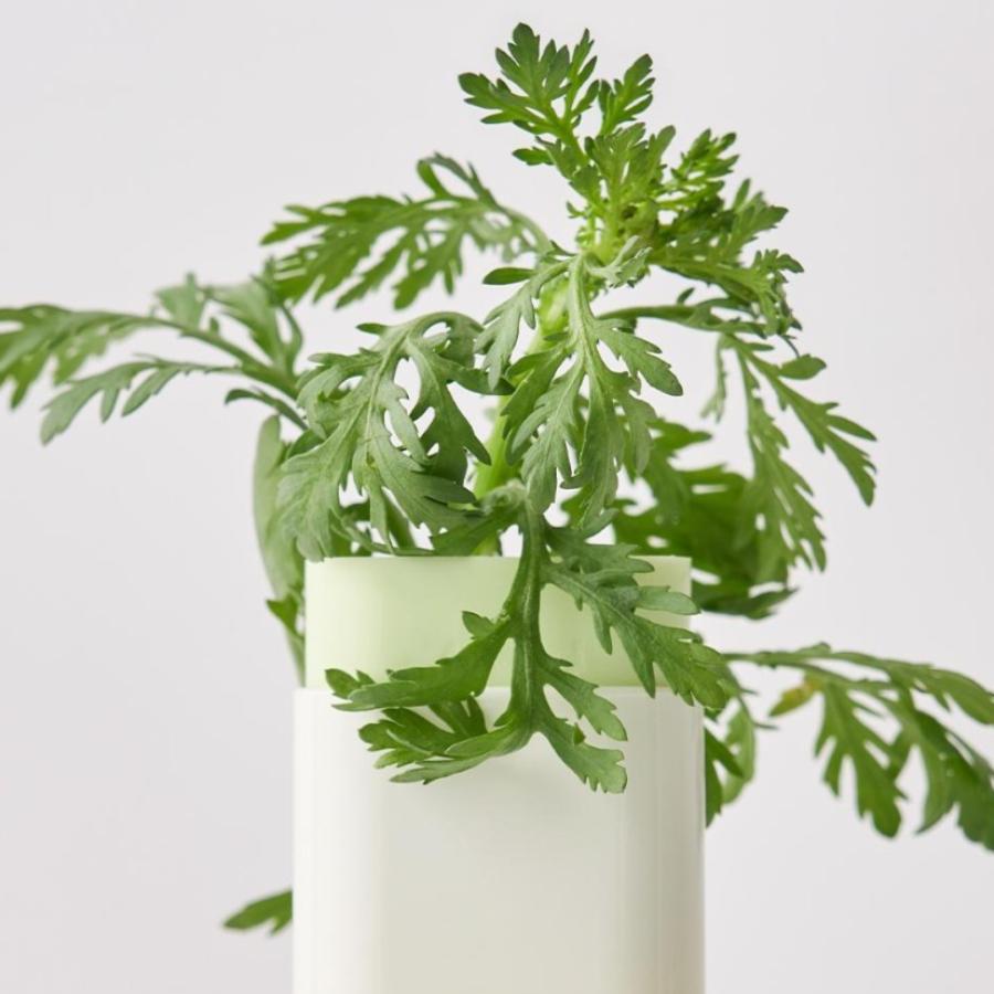 beauty of joseon Matte sun stick : Mugwort + Camelia