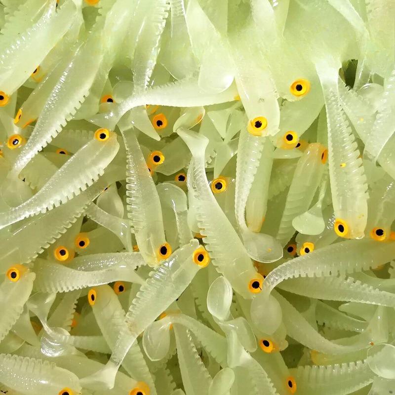 5pcs Glow in The Dark Soft Lure Baits 5cm 1.3g Realistic T-Tail Fish Imitation for Night Fishing Sea River Fishing Tackle Gear
