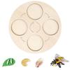 for Frog Animal Life Cycle Model Desktop Decoration Educational Development Toys Realistic Appearance Stimulate Interest