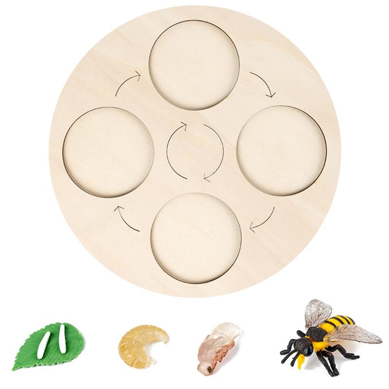 for Frog Animal Life Cycle Model Desktop Decoration Educational Development Toys Realistic Appearance Stimulate Interest