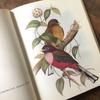[USED] Foreign books, German bird guides, old books, vintage books