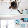 Gray Ostrich Feather Duster with 71Inch Pole,Extendable Feather Duster for Home Cleaning