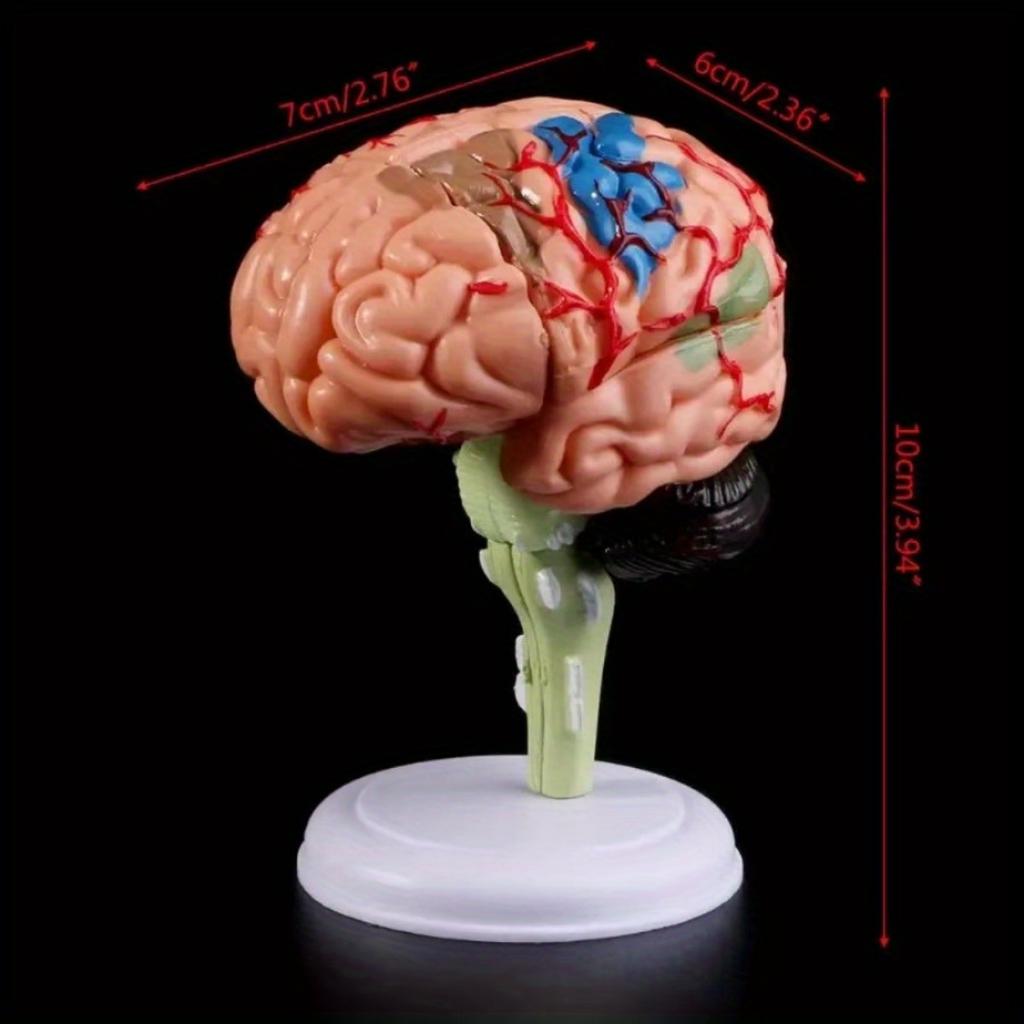 1PC 4D Disassembled Anatomical Human Brain Model Anatomy Medical Teaching Tool Statues Sculptures Medical School Use