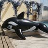 Huge Whale Water Park Inflatable Floater Wholesale Surfing Whale Ride-on Adult Inflatable Float Black Pvc 193*119cm