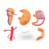 Perfect Study Tool 4D Stomach Anatomy Model for Medicals Exams and Preparations