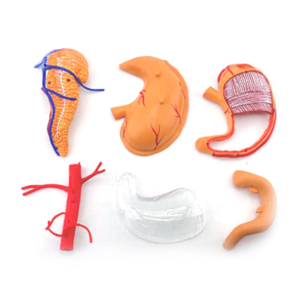 Perfect Study Tool 4D Stomach Anatomy Model for Medicals Exams and Preparations
