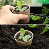 Degradable Paper Pulp Seedling Nursery Pots Eco Friendly Germination Planter Cups For Garden Flowers Herbs Orchard Plant Cultivation