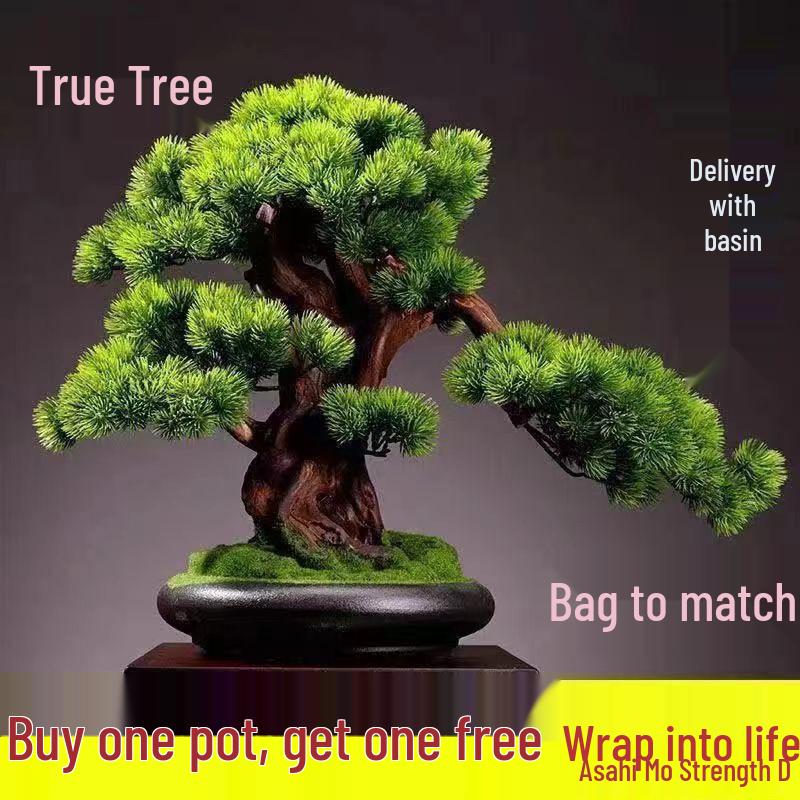 Potted Pine Bonsai for Indoor Living Room - Real Tree Landscape Decoration