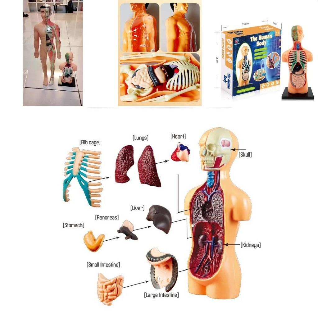 Educational Anatomy Toy For Exploring Human Body