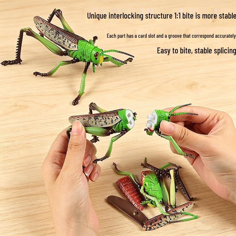 4D Insect Model Toy Set: Ladybug, Stag Beetle, Centipede, Ant, Fly, Mantis
