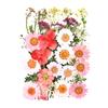 1 Set Dried Pressed Flowers Kit Colorful Natural Flowers DIY