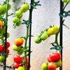 Verstellbare Pflanzenklammern - Wiederverwendbare Gartenstütze für Blumen, Kletterpflanzen, Gemüse & Tomaten - Strapazierfähiger Kunststoff, Essentielle Gartenwerkzeuge