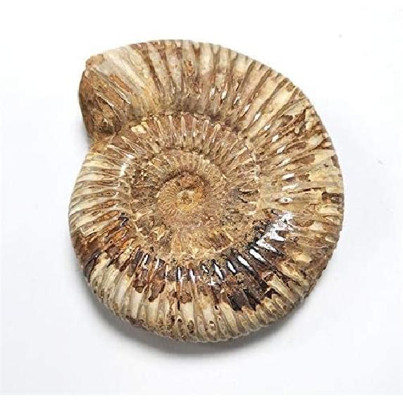 1pc Polished Raw Shell Specimen Madagascar Ammonite Rough Stones for Decor Shell Fossil