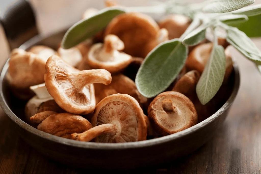 Mousserons des Prés mycelium - Mantar yetiştirme kiti -Mantar Sporlarını Büyütme