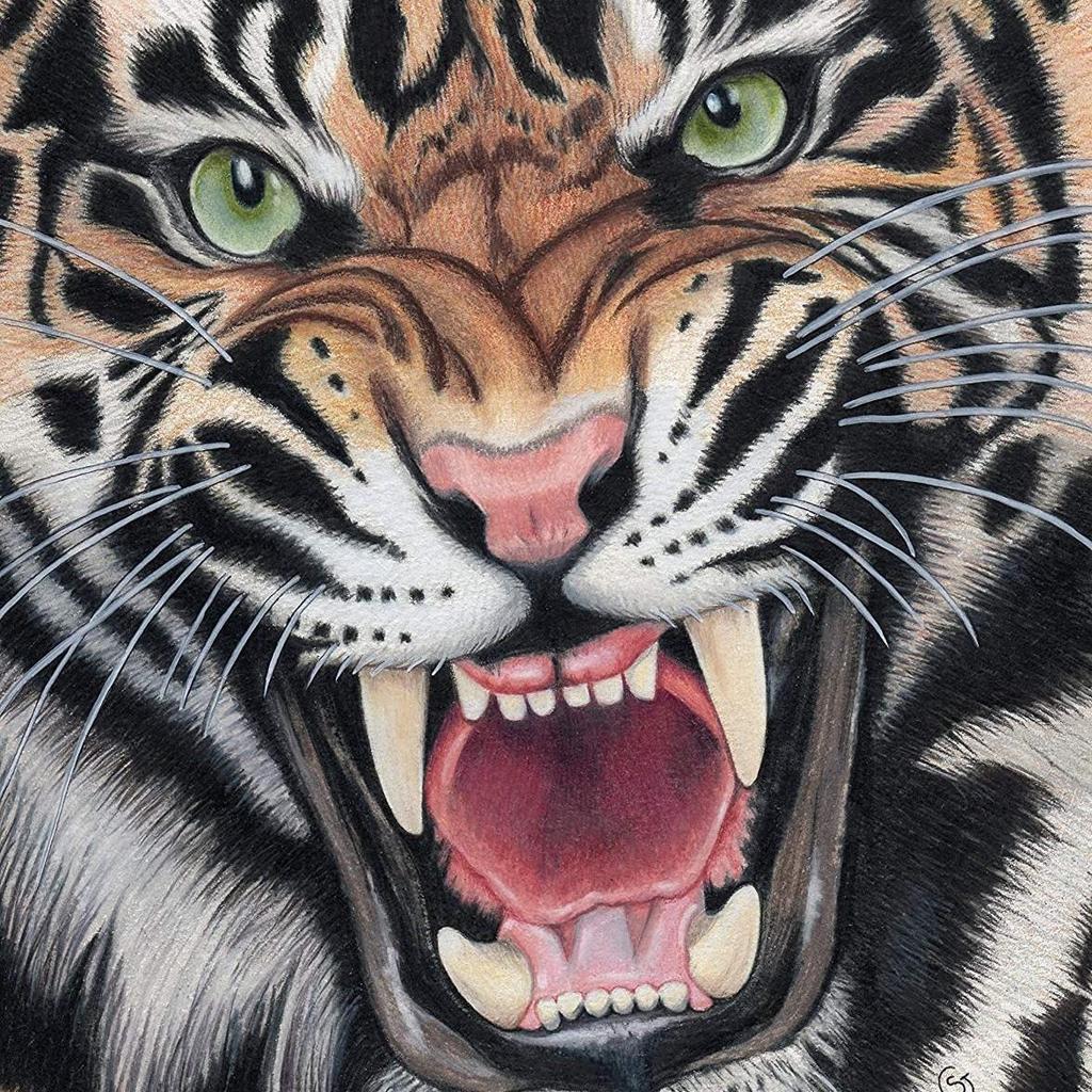 Tiger Muay Thai Kickboksing Boksing MMA UFC Fritidsshorts Gym Sport Unisex Menn Kvinner Trening Hurtigtørkende Trykk Elastisk Høy midje Trening