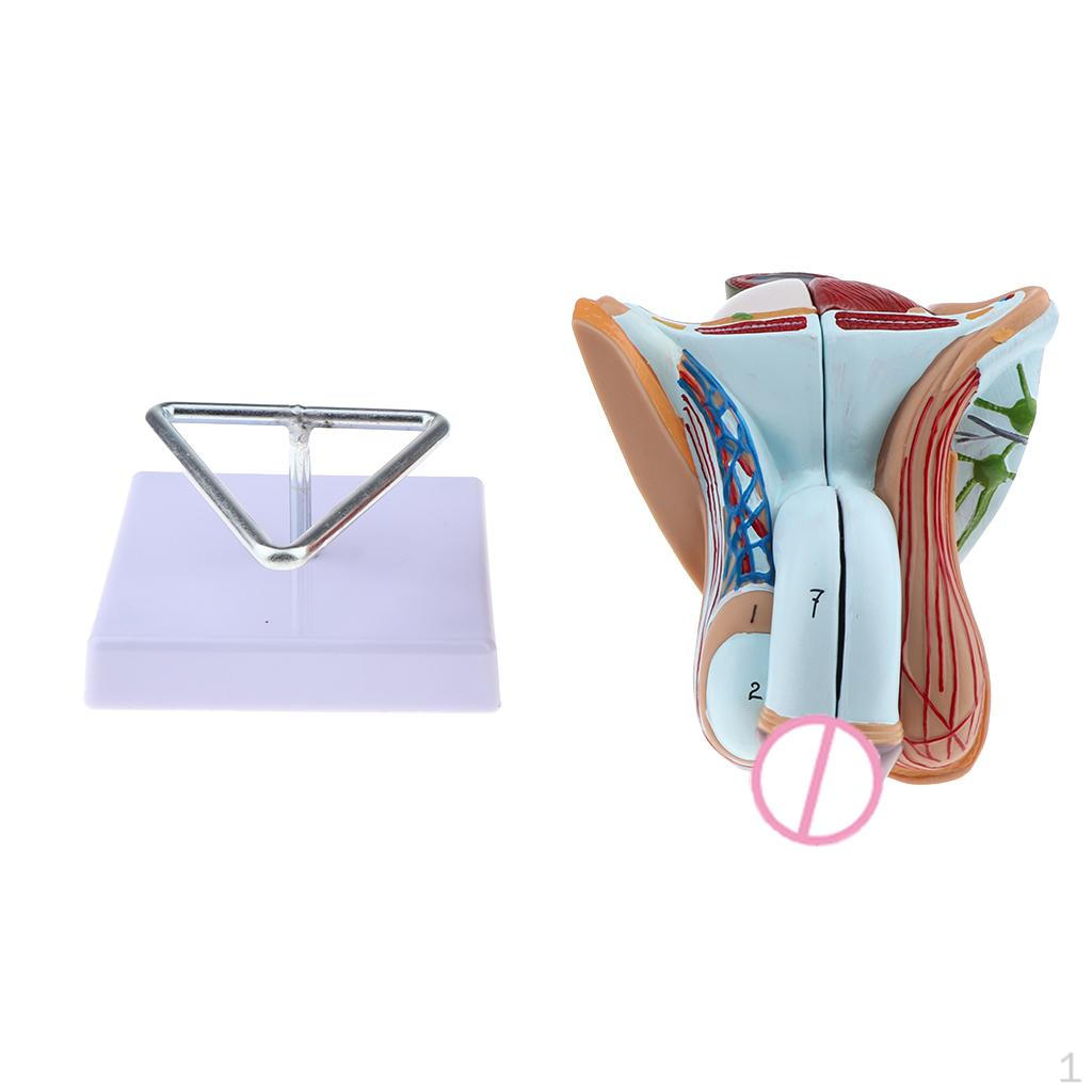 Life Size Male Genital Model, 4