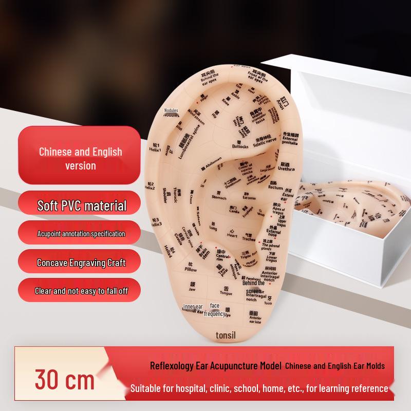 Ear Acupoint Model: Bilingual Chinese-English Auricle Reflex Zones, New National Standard, Traditional Chinese Medicine. Soft PVC