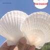 Natural Large Seashell Pieces for Kindergarten Crafts - Handmade Painting, Graffiti, and Small Scallop Shells