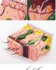 50x Magnified Human Skin Tissue Anatomical Model for Medical and Beauty Training