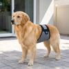 Breathable Dog Training Pants Anti Harassment Anti Urination Dog Physiological Pants Belly Band Clothes Protective Pants