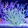 Yousheng Coral Decoration Creative Aquarium Landscaping Colored Artificial Coral Aquarium Ornament for Fish Tank