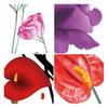 Flower Wall Decal Removable Peel And Stick PVC Stickers Colorful Rose/Morning Glory