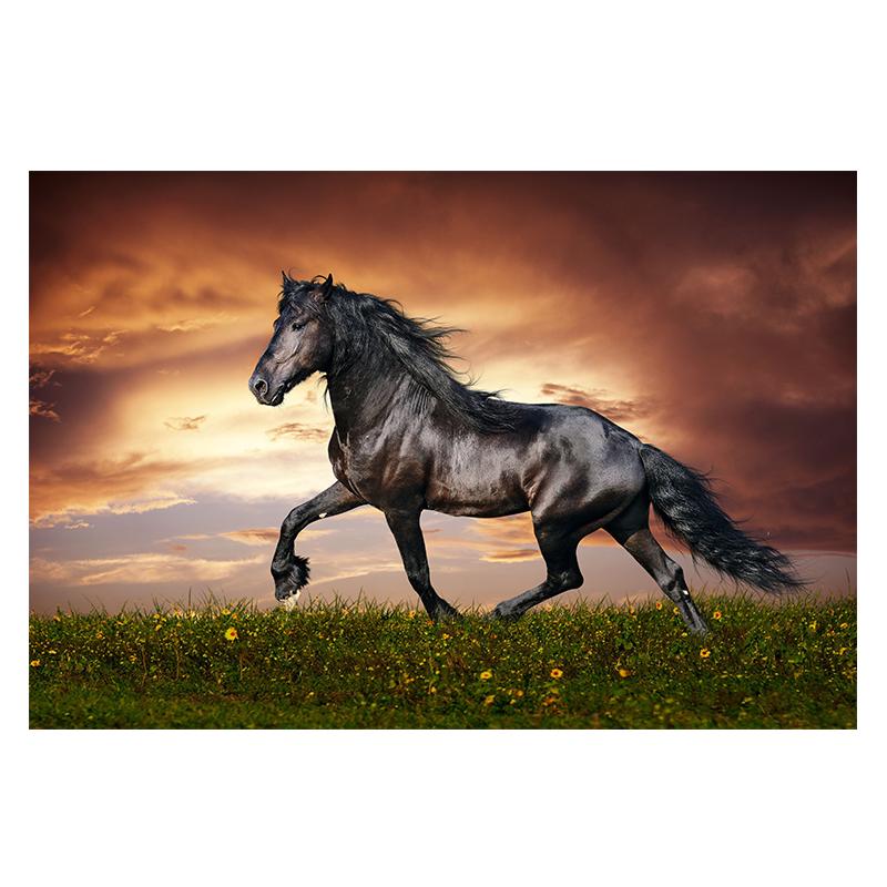 

Дикая лошадь, бег, холст, картина, современное животное, конь, без рамы, настенные художественные принты, картины, подарок для украшения дома 21x30cm No Frame