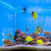 Plastic Fish Food Feeders Aquariums Feeders With Strong Suction Cups for Home And Office Aquariums