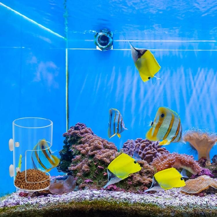 Plastic Fish Food Feeders Aquariums Feeders With Strong Suction Cups for Home And Office Aquariums