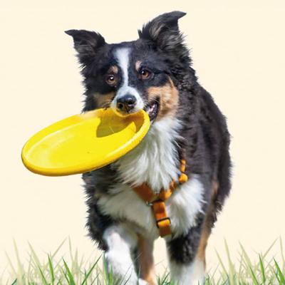 [Pet] Discus For Dogs