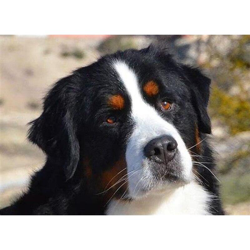 DIY 5D Diamond Painting Animal Full Square/Round Diamond Embroidery Picture Rhinestones Mosaic Dog Cross Stitch Home Decor Gift