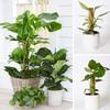 Fashion Detachable Moss Pole To Grow Upwards 32/42/52cm Plants Climbing Support Gardening Tools Palm Vines Stick Outdoor