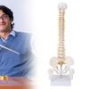 Modell der Wirbelsäule: Flexibles Wirbelsäulenmodell mit Schwanzwirbel und Spinalnerven für den naturwissenschaftlichen Unterricht