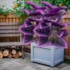 2 Large Outdoor Artificial Violet Combination Sets, with A Total of 24 Realistic Four Season Purple Large Leaves - Multifunctional Indoor/Outdoor Use