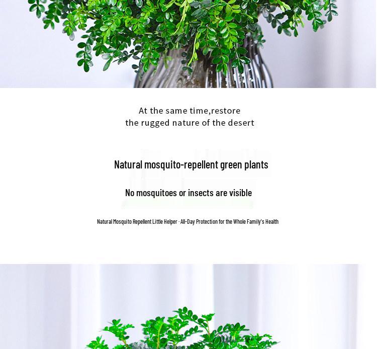 Hydroponic Fragrant Wood Indoor Plant | Insect & Mosquito Repellent | Evergreen Year-Round Desktop Decor