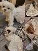 Baffy Pet Clothing: Stylish Cat & Dog Apparel and Skirts