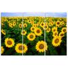 Dreiteiliger Leinwanddruck „Sonnenblumenwiese“.