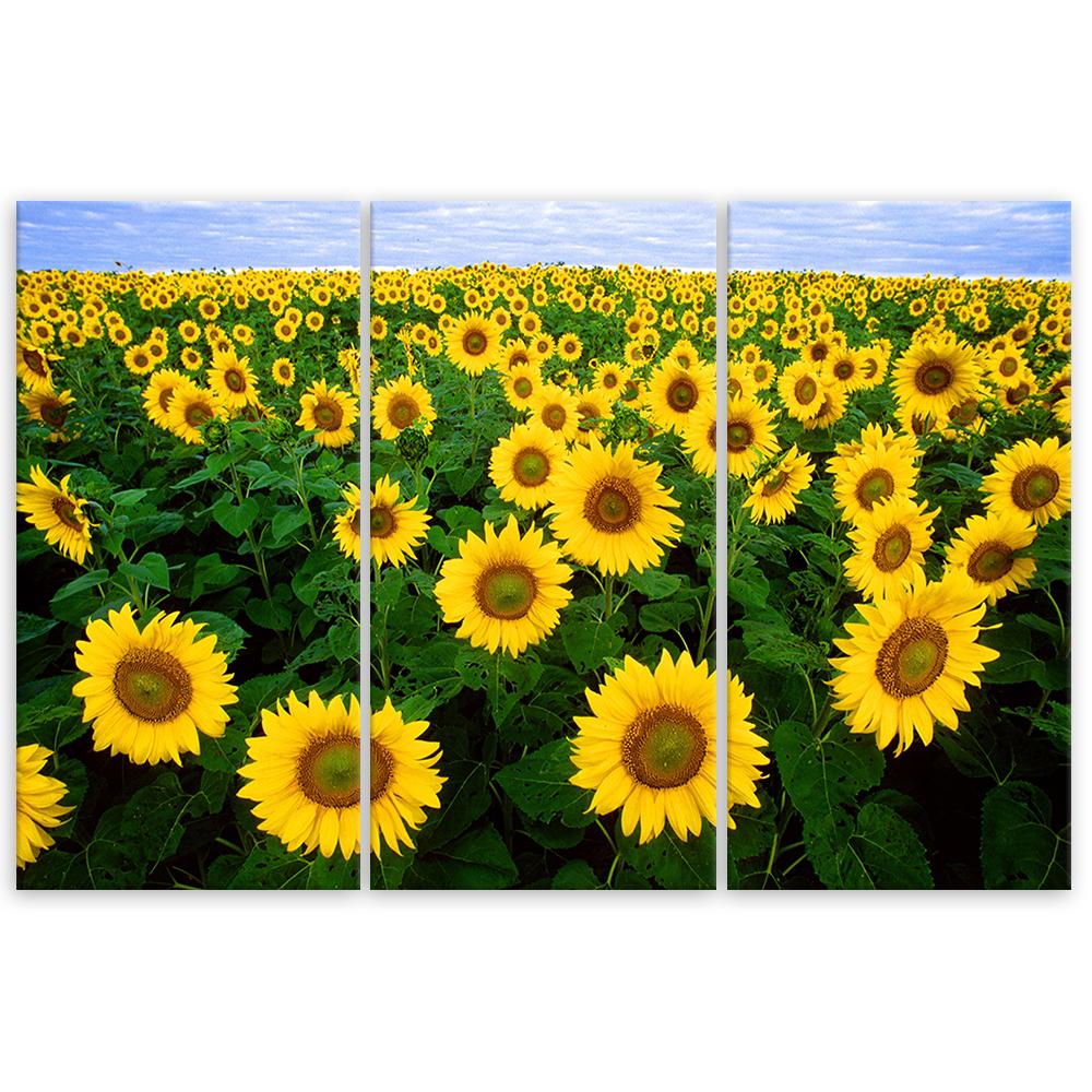Třídílný obraz na plátně Slunečnicová louka