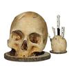 Skull Knife Holder for Kitchen, Skeleton Knife Stand, Horror Kitchen Storage Head Rack Kitchen Fruit Storage Rack Decoration