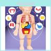 Educational Kids Body Organ Model Toy Set
