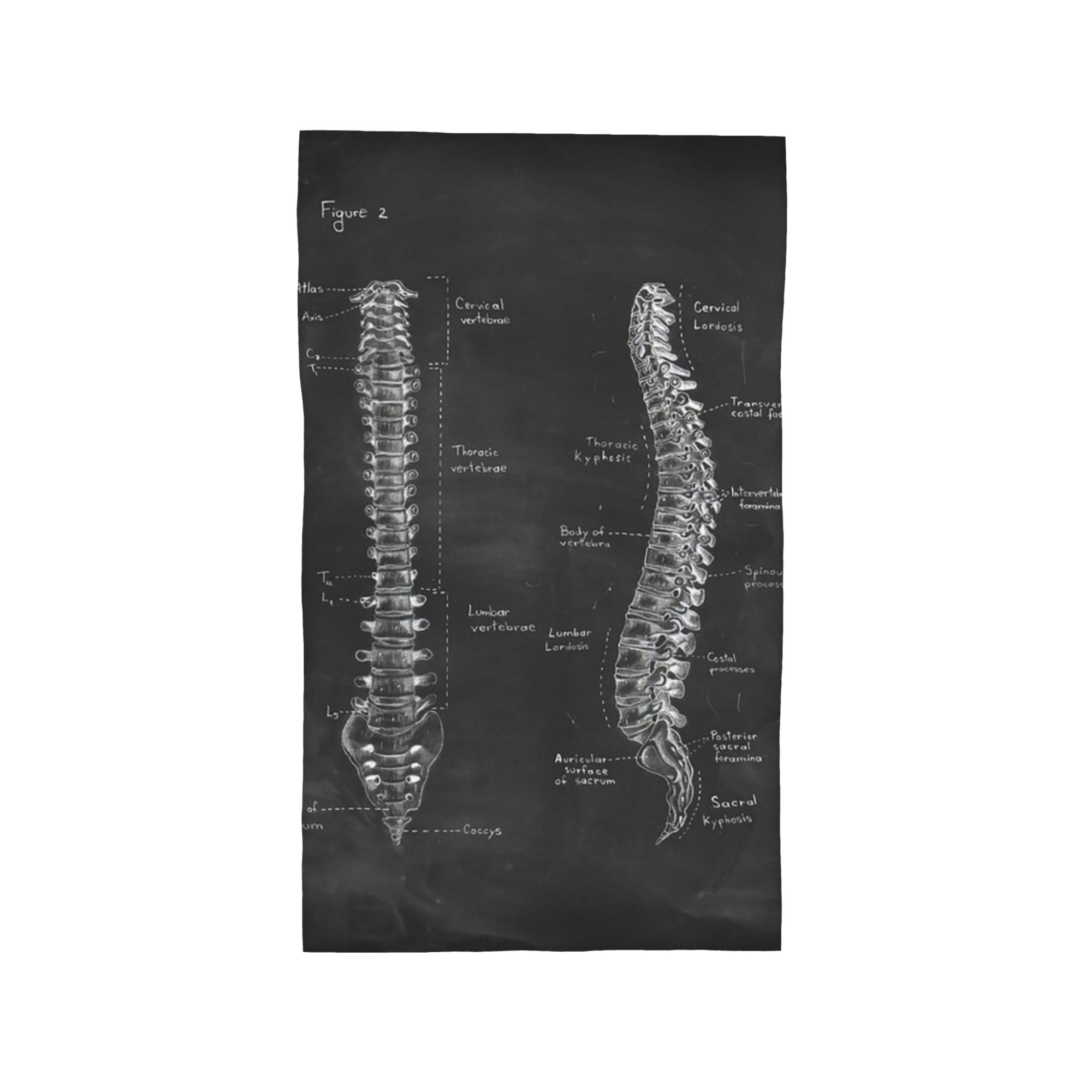

Spine anatomy on chalkboard black and whi Soft Face Towel Quick Dry Pool Bath Cotton Towels Breathable W30*H60(CM)