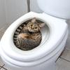 3D Funny Cat Toilet Sticker Bathroom Toilet Cover Sticker Wall Stickers Animal Wc Accessories for Home BathRoom Decoration