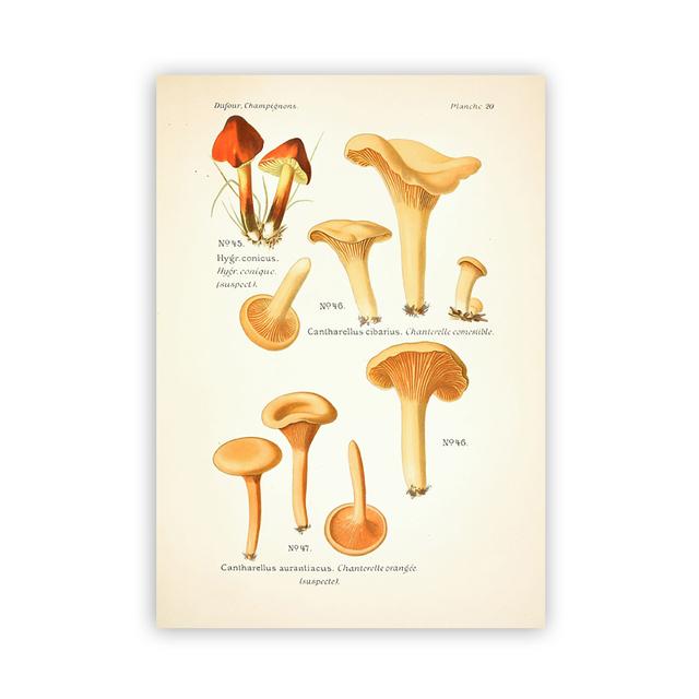 

Винтажные съедобные и ядовитые грибы, ботанические растения, принты, настенная живопись на холсте, современные настенные картины, домашний декор 21x30 No Frame