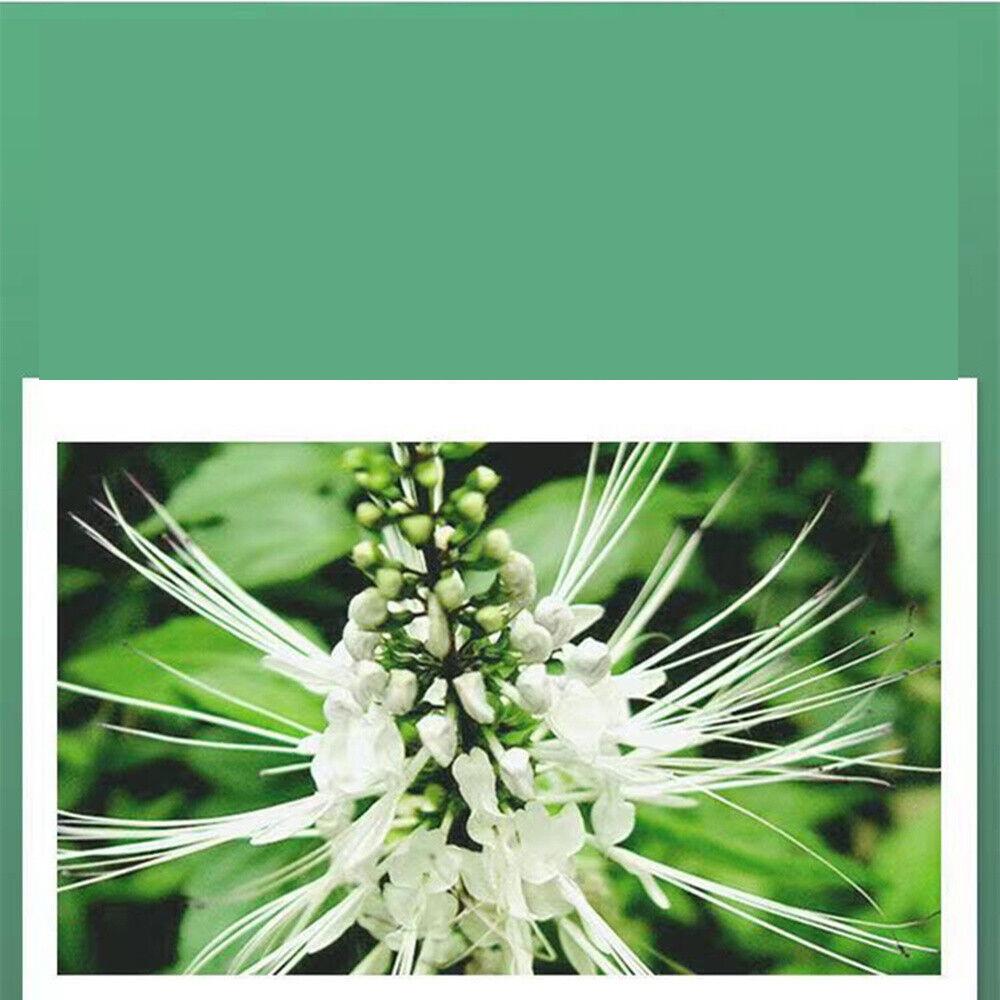 500g Natürlicher Grüner Kräuter-Nierentee