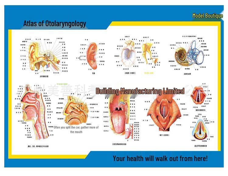 ENT Five Senses Anatomical Model of Human Nasal Cavity, Pharynx, and Mouth