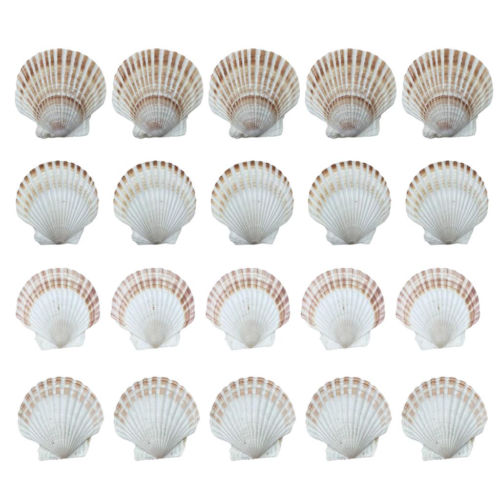 Pack of 20 Large White Scalloped Shells for Crafts Painting Baking Ocean Themed Party Decoration And Home Accent 6-8cm